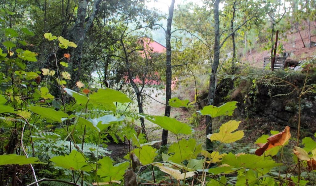 Eco Camping Juncal Hotel Marco de Canavezes Kültér fotó